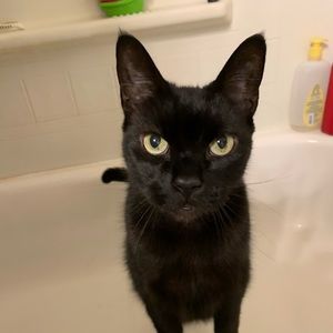 Meet your Posher, Brittany